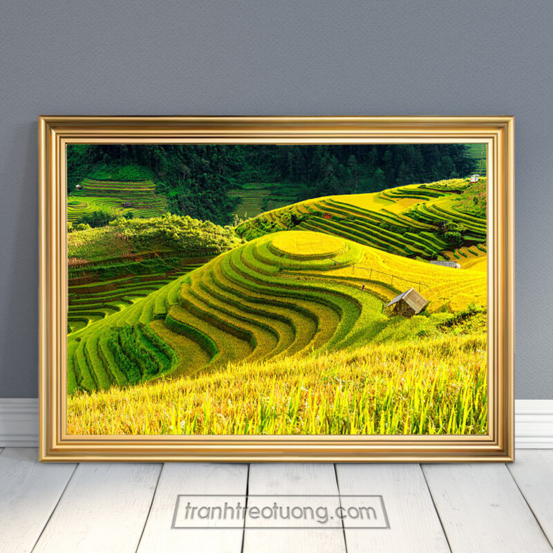 Mẫu tranh ruộng bậc thang đẹp hình ảnh lúa chín vàng trên triền đồi và ruộng lúa hình tròn trên đỉnh
