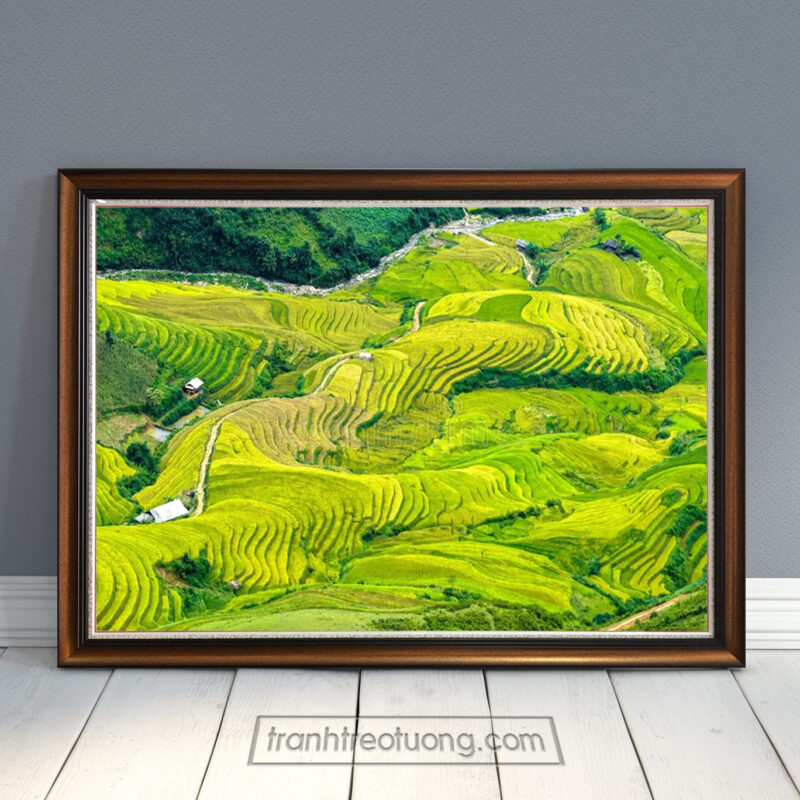 Mẫu tranh ruộng lúa bậc thang đẹp phong cảnh triền núi đồi được trồng lúa với sắc vàng và xanh đan xen