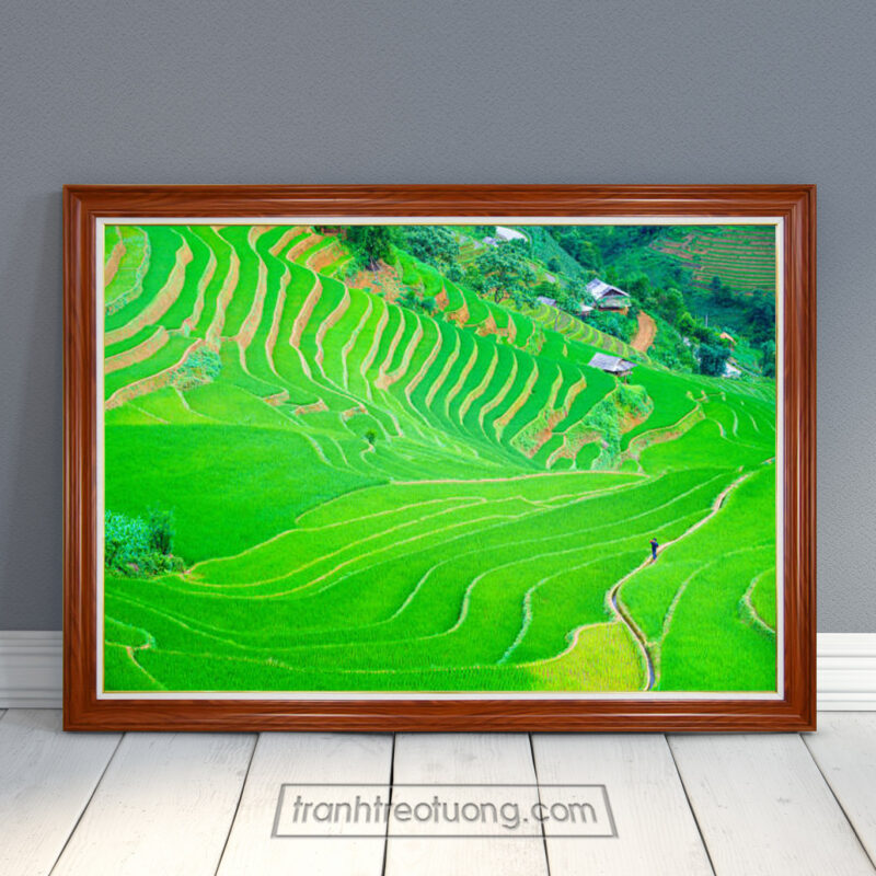 Tranh treo tường ruộng lúa bậc thang đẹp với sắc xanh mơn mởn của những ruộng lúa tươi tốt