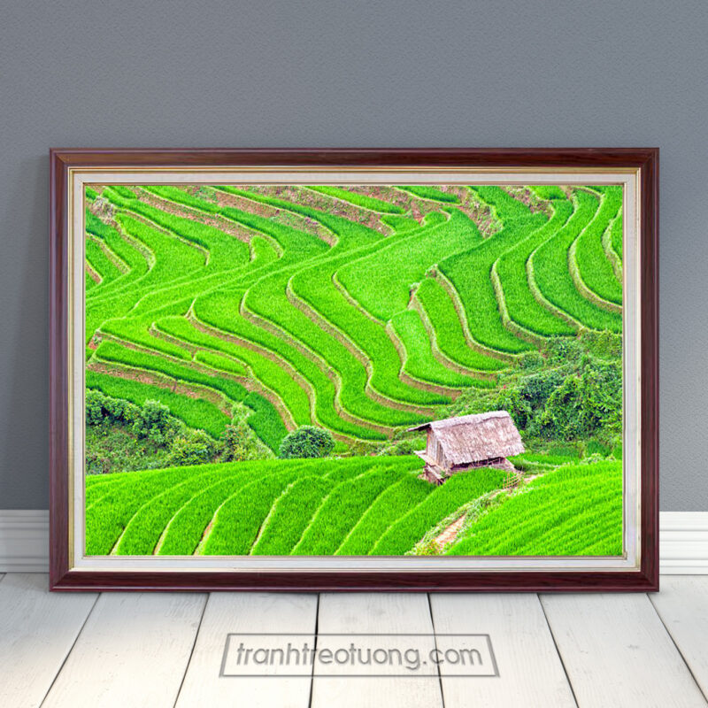 Mẫu tranh ruộng lúa bậc thang đẹp những thửa lúa màu xanh non mát dịu và ngôi nhà chòi bên triền đồi