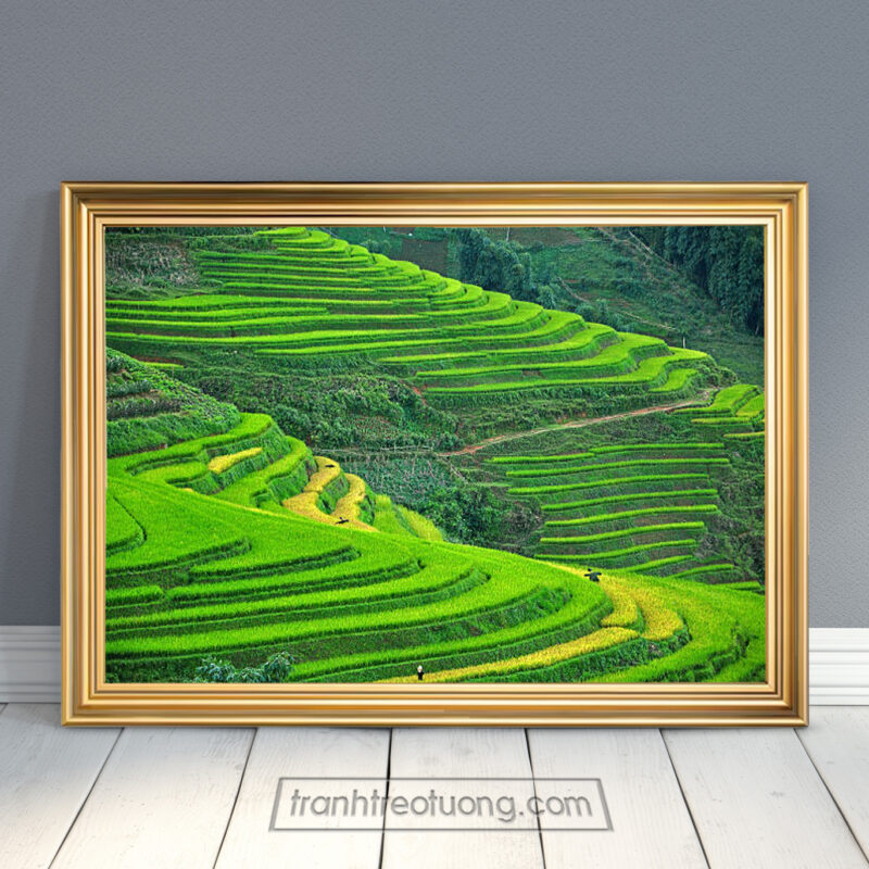 Mẫu tranh ruộng lúa bậc thang đẹp phong cảnh triền núi đồi màu xanh của ruộng lúa và cây rừng