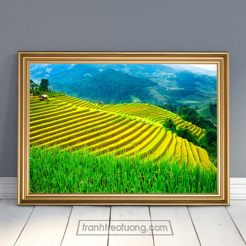 Tranh treo tường ruộng lúa bậc thang đẹp lúa chín bên sườn đồi và ruộng lúa xanh tươi