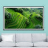Mẫu tranh treo tường phong cảnh ruộng lúa bậc thang xanh tươi và những khóm cây rừng tươi tốt